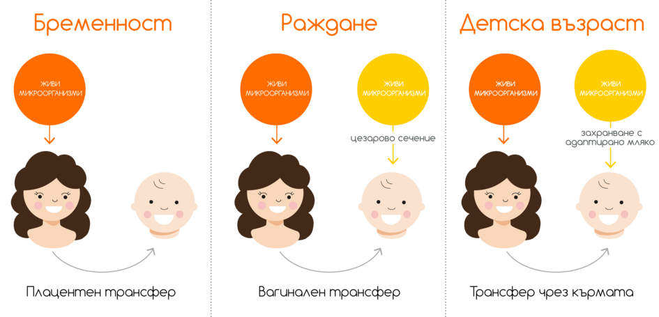 Илюстрация, изобразяваща прехвърлянето на живи микроби от майка на бебе по време на бременност, раждане и ранна детска възраст, като подчертава различните етапи на излагане на микроби.
